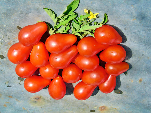 Red Pear, Tomato, - BoxGardenSeedsLLC -Tomatoes,Tomatillos - Seeds