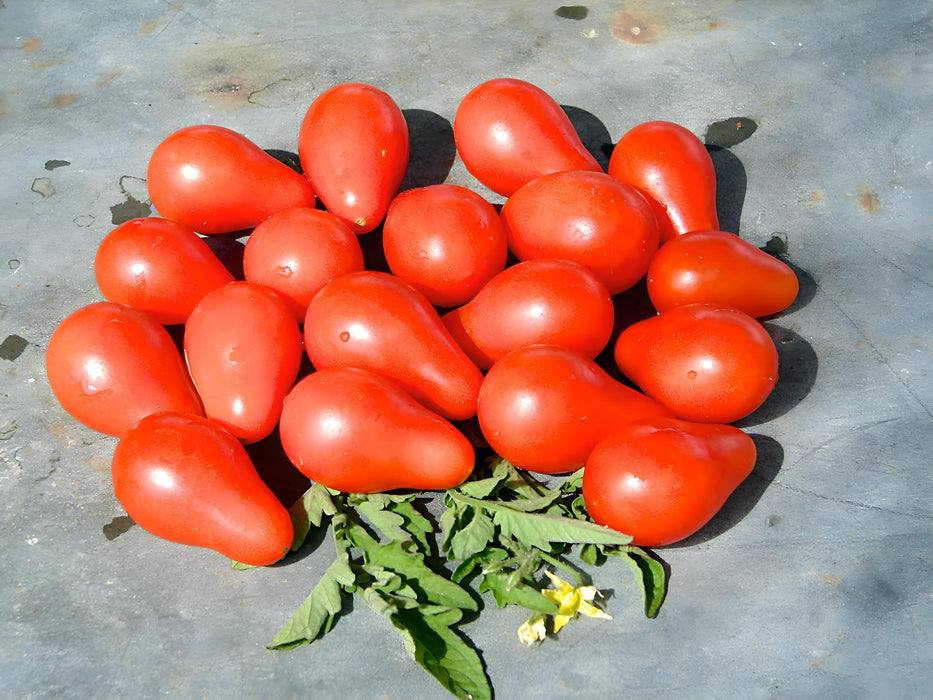 Red Pear, Tomato, -- BoxGardenSeedsLLC -Tomatoes,Tomatillos - Seeds