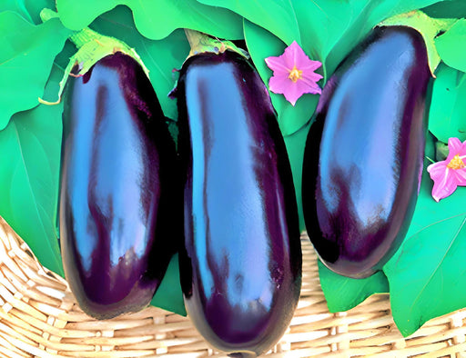 Black Beauty, Eggplant, -- BoxGardenSeedsLLC -Peppers,Eggplants - Seeds