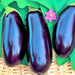 Black Beauty, Eggplant - BoxGardenSeedsLLC -Peppers,Eggplants - Seeds