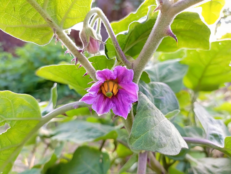 Black Beauty, Eggplant, -- BoxGardenSeedsLLC -Peppers,Eggplants - Seeds