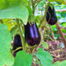 Black Beauty, Eggplant - BoxGardenSeedsLLC -Peppers,Eggplants - Seeds