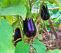 Black Beauty, Eggplant, -- BoxGardenSeedsLLC -Peppers,Eggplants - Seeds