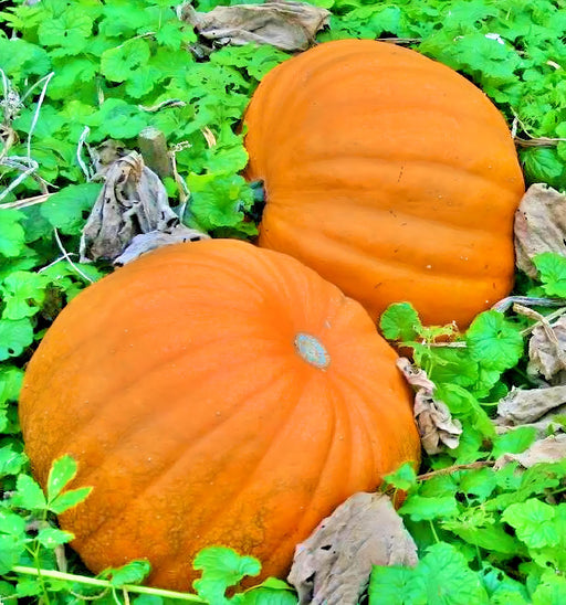 Ol Zeb's, Pumpkin, - BoxGardenSeedsLLC -Squash,Pumpkins - Seeds