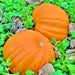 Ol Zeb's, Pumpkin, - BoxGardenSeedsLLC -Squash,Pumpkins - Seeds