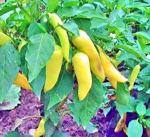 Sweet Banana, Sweet Pepper, -- BoxGardenSeedsLLC -Peppers,Eggplants - Seeds