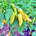 Sweet Banana, Sweet Pepper, - BoxGardenSeedsLLC -Peppers,Eggplants - Seeds