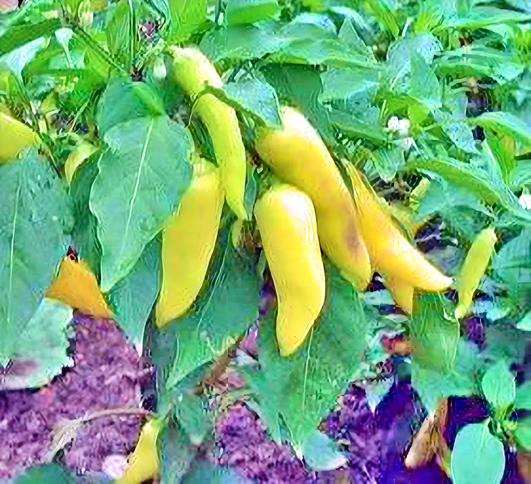 Sweet Banana, Sweet Pepper, - BoxGardenSeedsLLC -Peppers,Eggplants - Seeds