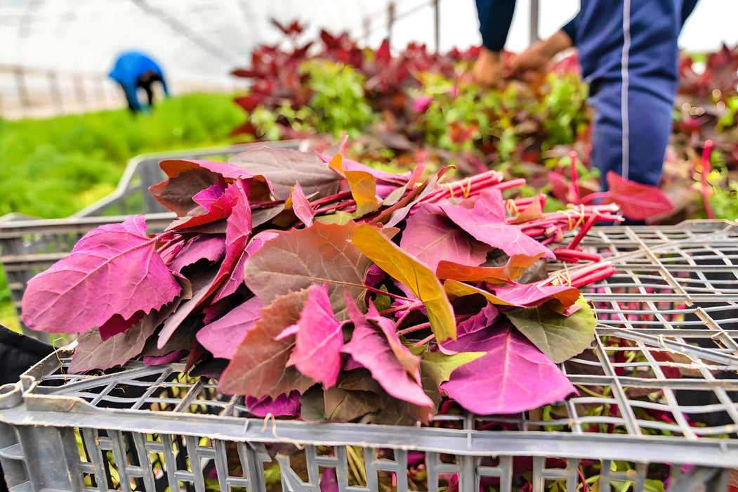 Orach Purple Mountain, Spinach, - BoxGardenSeedsLLC -Gourmet/Native Greens - Seeds