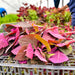 Orach Purple Mountain, Spinach, - BoxGardenSeedsLLC -Gourmet/Native Greens - Seeds