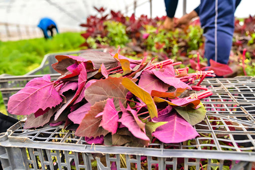 Orach Purple Mountain, Spinach, -- BoxGardenSeedsLLC -Gourmet/Native Greens - Seeds