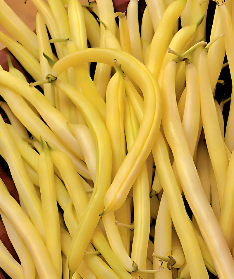Cherokee Yellow Wax, Bush Beans - BoxGardenSeedsLLC - Beans / Dry Beans - Seeds - USA Seller, Thank you for shopping here today, Naturally Grown GMO Free Seeds, Heirloom Open Pollinated Seeds, Fresh Top Quality Premium Seeds