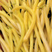 Gold Rush Wax, Bush Beans, - BoxGardenSeedsLLC -Beans / Dry Beans - Seeds