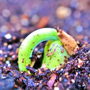 Gold Rush Wax, Bush Beans - BoxGardenSeedsLLC - Beans / Dry Beans - Seeds - USA Seller, Thank you for shopping here today, Naturally Grown GMO Free Seeds, Heirloom Open Pollinated Seeds, Fresh Top Quality Premium Seeds