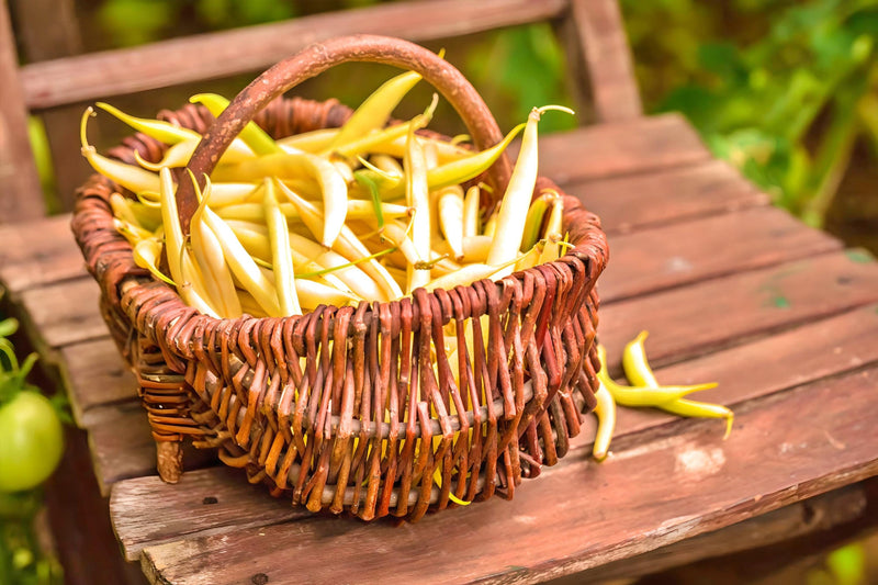 Cherokee Yellow Wax, Bush Beans - BoxGardenSeedsLLC - Beans / Dry Beans - Seeds - USA Seller, Thank you for shopping here today, Naturally Grown GMO Free Seeds, Heirloom Open Pollinated Seeds, Fresh Top Quality Premium Seeds
