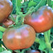 Cherokee Purple, Tomato, - BoxGardenSeedsLLC -Tomatoes,Tomatillos - Seeds