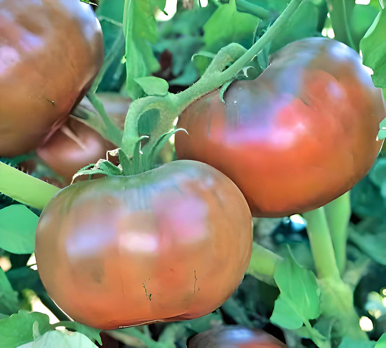 Cherokee Purple, Tomato, -- BoxGardenSeedsLLC -Tomatoes,Tomatillos - Seeds