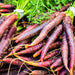 Cosmic Purple, Carrot, - BoxGardenSeedsLLC -Carrots - Seeds