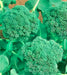 Broccoli, Green Calabrese, -- BoxGardenSeedsLLC -Broccoli,Cauliflower - Seeds