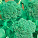 Broccoli, Green Calabrese, - BoxGardenSeedsLLC -Broccoli,Cauliflower - Seeds