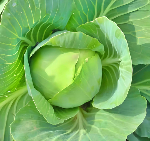 Copenhagen Market, Cabbage, -- BoxGardenSeedsLLC -Cabbage, Kale - Seeds