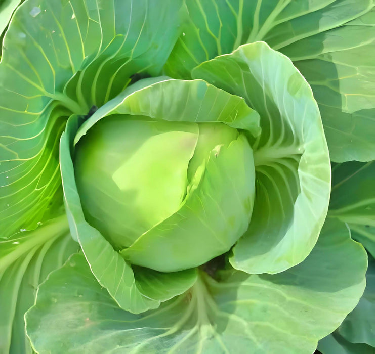 Copenhagen Market, Cabbage, -- BoxGardenSeedsLLC -Cabbage, Kale - Seeds