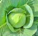 Copenhagen Market, Cabbage, -- BoxGardenSeedsLLC -Cabbage, Kale - Seeds