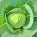 Copenhagen Market, Cabbage, - BoxGardenSeedsLLC -Cabbage, Kale - Seeds