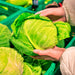 Copenhagen Market, Cabbage, - BoxGardenSeedsLLC -Cabbage, Kale - Seeds