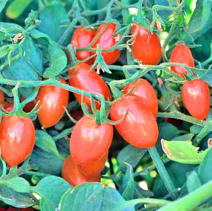 Baby Roma, Tomato, -- BoxGardenSeedsLLC -Tomatoes,Tomatillos - Seeds