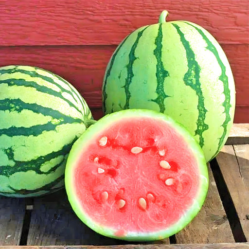 Dixie Queen, Watermelon, - BoxGardenSeedsLLC -Melons, Cantaloupe - Seeds