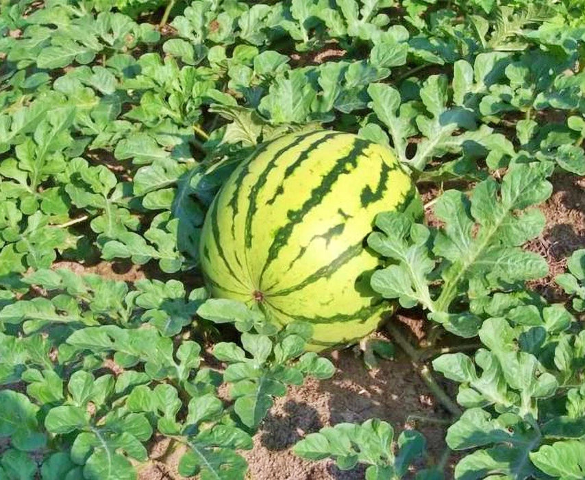 Dixie Queen, Watermelon, - BoxGardenSeedsLLC -Melons, Cantaloupe - Seeds