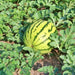 Dixie Queen, Watermelon, - BoxGardenSeedsLLC -Melons, Cantaloupe - Seeds