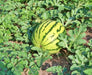 Dixie Queen, Watermelon, -- BoxGardenSeedsLLC -Melons, Cantaloupe - Seeds