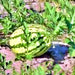 Dixie Queen, Watermelon, - BoxGardenSeedsLLC -Melons, Cantaloupe - Seeds