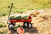 Dixie Queen, Watermelon - BoxGardenSeedsLLC - Melons, Cantaloupe - Seeds - USA Seller, Thank you for shopping here today, Naturally Grown GMO Free Seeds, Heirloom Open Pollinated Seeds, Fresh Top Quality Premium Seeds