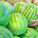 Dixie Queen, Watermelon, - BoxGardenSeedsLLC -Melons, Cantaloupe - Seeds