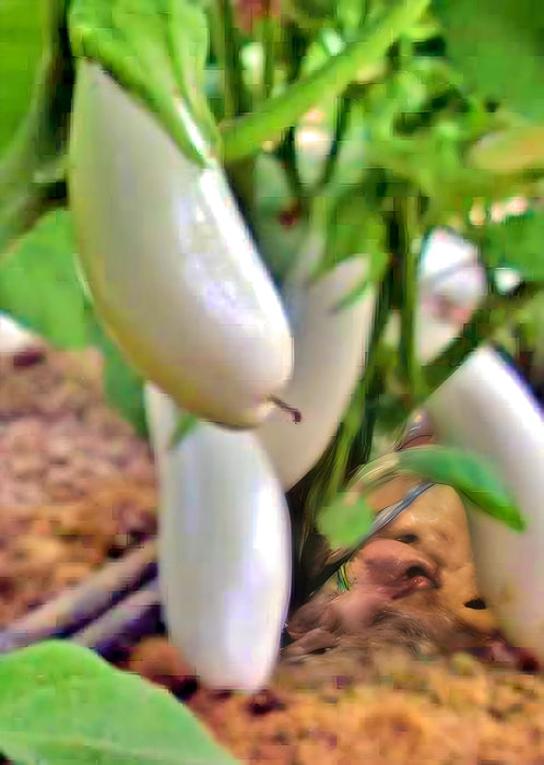 Snowy, Eggplant - BoxGardenSeedsLLC -Peppers,Eggplants - Seeds