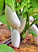 Snowy, Eggplant - BoxGardenSeedsLLC - Peppers,Eggplants - Seeds - USA Seller, Thank you for shopping here today, Naturally Grown GMO Free Seeds, Heirloom Open Pollinated Seeds, Fresh Top Quality Premium Seeds