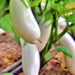 Snowy, Eggplant - BoxGardenSeedsLLC -Peppers,Eggplants - Seeds