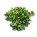 Cilantro (Coriander), Rak Tamachat, -- BoxGardenSeedsLLC -Culinary/Medicinal Herbs - Seeds