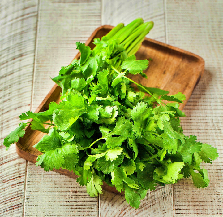 Cilantro (Coriander), Rak Tamachat, -- BoxGardenSeedsLLC -Culinary/Medicinal Herbs - Seeds