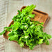 Cilantro (Coriander), Rak Tamachat, - BoxGardenSeedsLLC -Culinary/Medicinal Herbs - Seeds