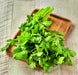 Cilantro (Coriander), Rak Tamachat, -- BoxGardenSeedsLLC -Culinary/Medicinal Herbs - Seeds