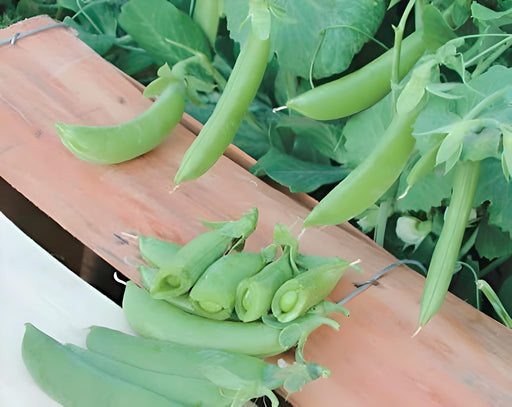 Cascadia Snap Peas -- BoxGardenSeedsLLC -Abundant Stock SALE - Seeds