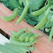 Cascadia, Snap Peas, - BoxGardenSeedsLLC -Abundant Stock SALE - Seeds