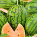 Tendersweet Orange, Watermelon, -- BoxGardenSeedsLLC -Melons, Cantaloupe - Seeds