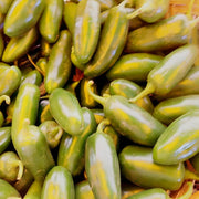 Jalapeno Chili, Hot Pepper - BoxGardenSeedsLLC - Peppers,Eggplants - Seeds - USA Seller, Thank you for shopping here today, Naturally Grown GMO Free Seeds, Heirloom Open Pollinated Seeds, Fresh Top Quality Premium Seeds