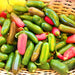 Jalapeno Chili, Hot Pepper, - BoxGardenSeedsLLC -Peppers,Eggplants - Seeds