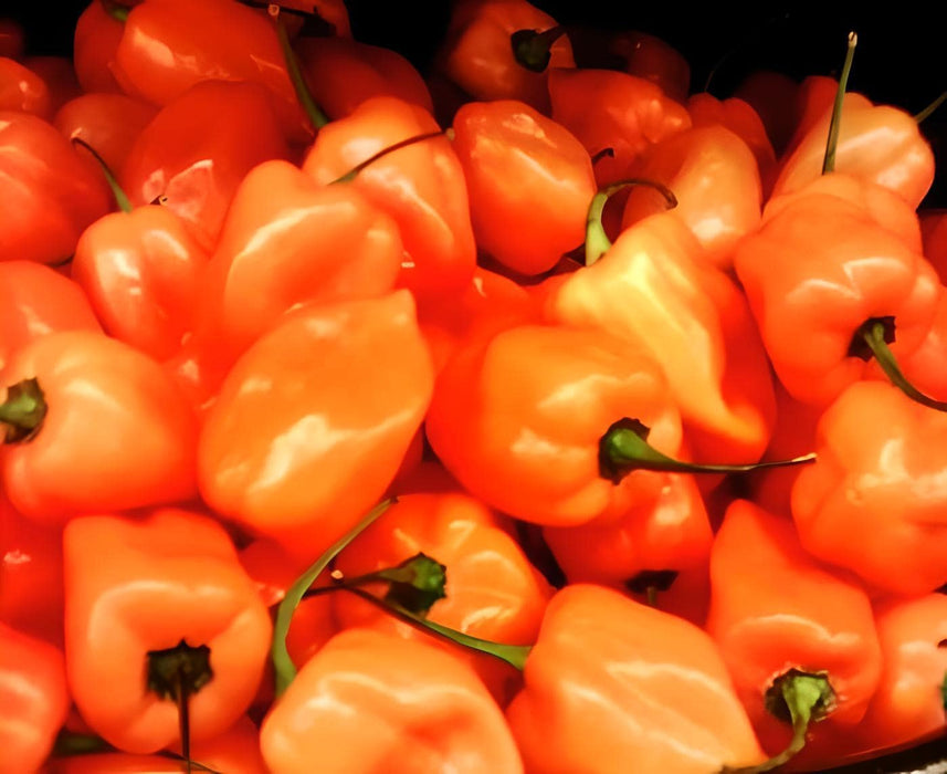 Habanero Orange, Hot Pepper, - BoxGardenSeedsLLC -Peppers,Eggplants - Seeds